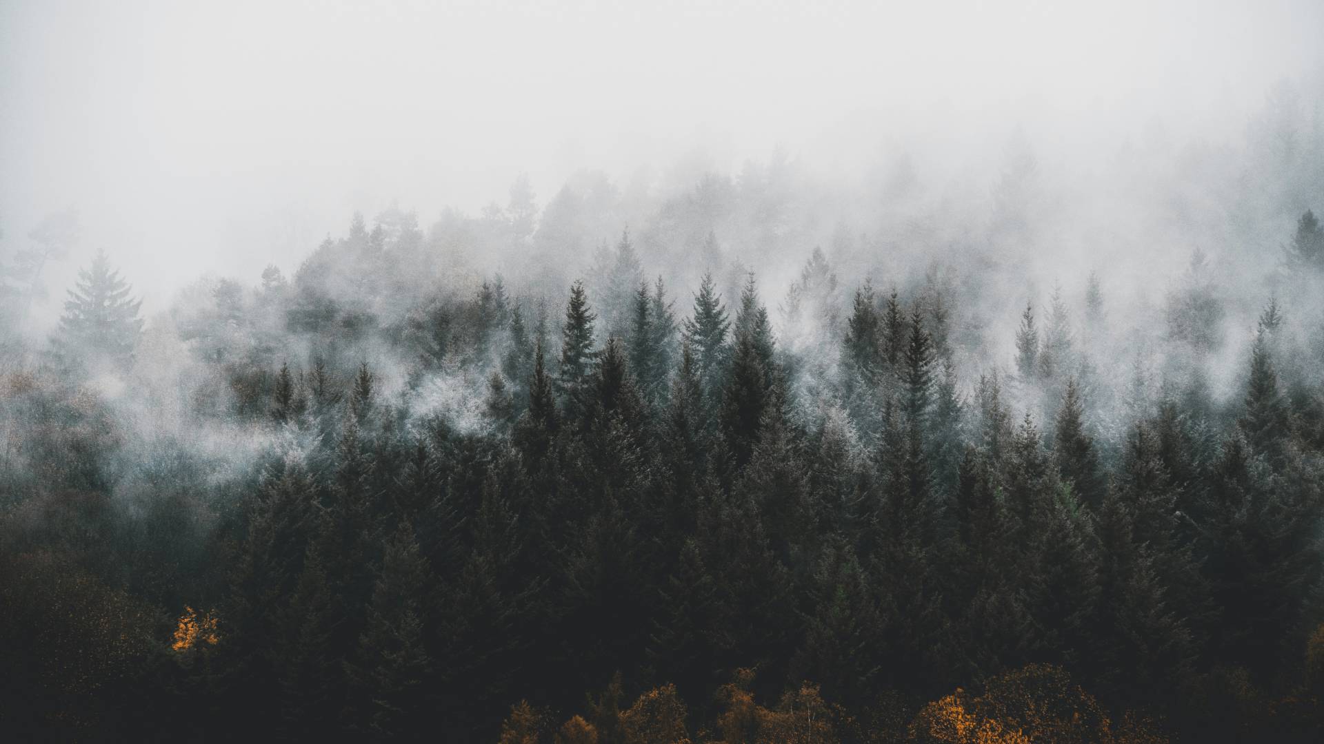 Schwarzwald im Nebel